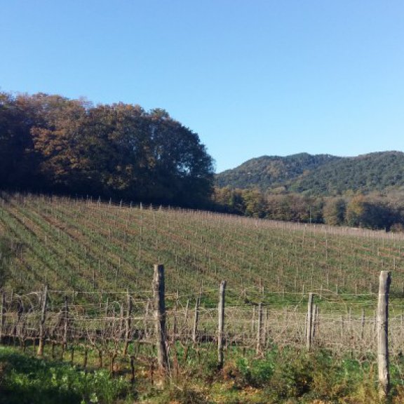 Agriturismo Toscana | Alimentazione | Vino Biodinamico