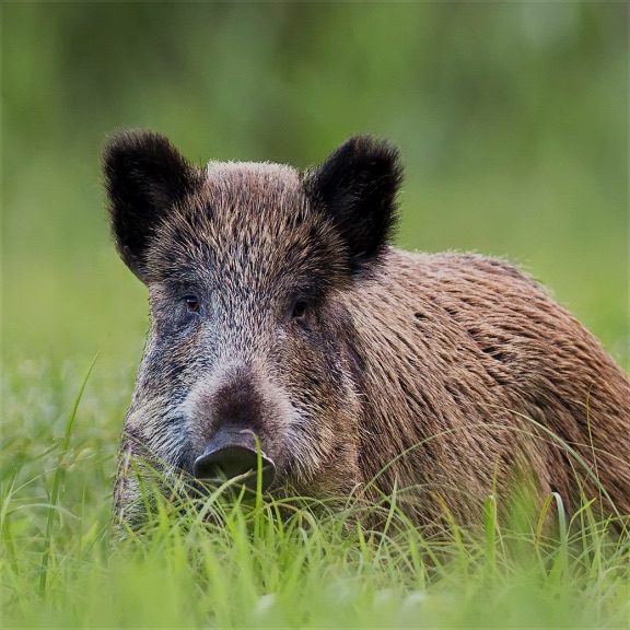 cinghiale@2x