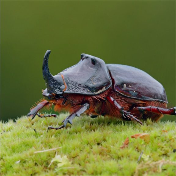 insect@2x