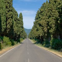 Bolgheri, viale dei Cipressi