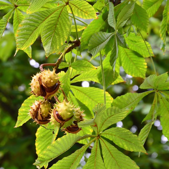 Horse-chestnuts on tree branch